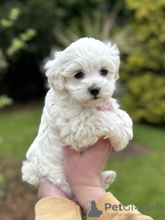 Additional photos: Maltipoo puppy