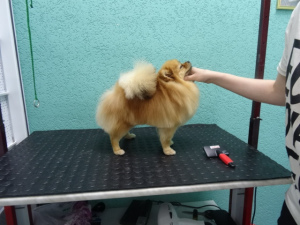 Additional photos: grooming dogs and cats