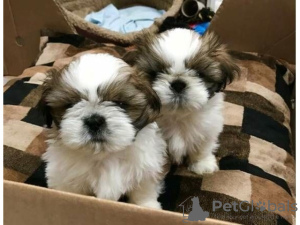 Photo №1. shih tzu - for sale in the city of Herborn | 509$ | Announcement № 11924