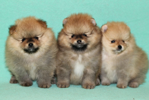 Photo №1. pomeranian - for sale in the city of Yekaterinburg | 522$ | Announcement № 4789