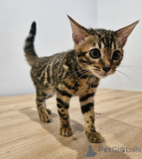 Photo №4. I will sell bengal cat in the city of Berlin. private announcement - price - negotiated