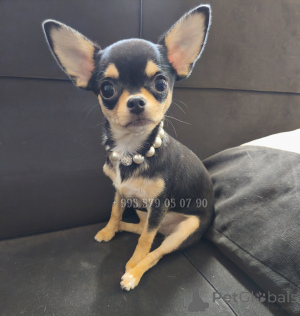 Photo №1. non-pedigree dogs - for sale in the city of Tbilisi | negotiated | Announcement № 153851