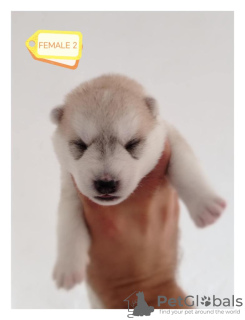 Photo №2 to announcement № 114824 for the sale of siberian husky - buy in Serbia breeder