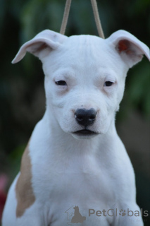 Photo №4. I will sell american staffordshire terrier in the city of Kragujevac. breeder - price - negotiated