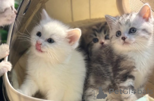 Photo №1. munchkin - for sale in the city of Munich | negotiated | Announcement № 161181