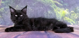Photo №4. I will sell maine coon in the city of St. Petersburg. from nursery - price - Negotiated