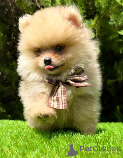 Additional photos: Pomeranian (BOO) male