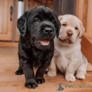 Photo №1. labrador retriever - for sale in the city of Hamburg | negotiated | Announcement № 174966