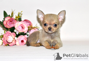 Photo №1. chihuahua - for sale in the city of Москва | 552$ | Announcement № 32610