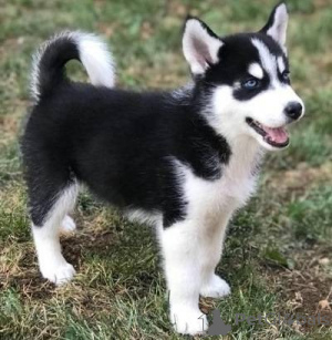 Photo №1. siberian husky - for sale in the city of Portsmouth | negotiated | Announcement № 137927