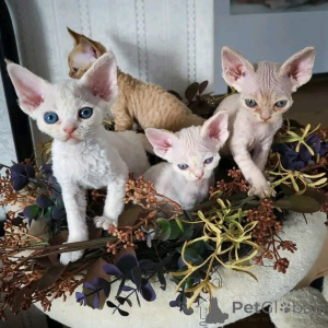 Photo №1. devon rex - for sale in the city of Berlin | negotiated | Announcement № 136519