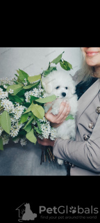 Photo №2 to announcement № 50728 for the sale of bichon frise - buy in Russian Federation breeder