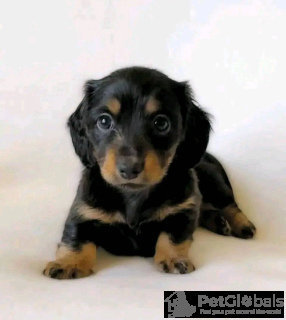 Photo №1. dachshund - for sale in the city of Berlin | 471$ | Announcement № 134735