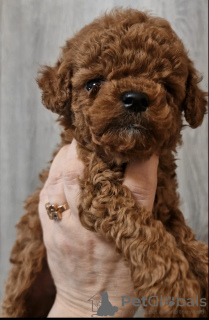 Photo №2 to announcement № 132948 for the sale of poodle (toy) - buy in Ukraine private announcement, from nursery, breeder