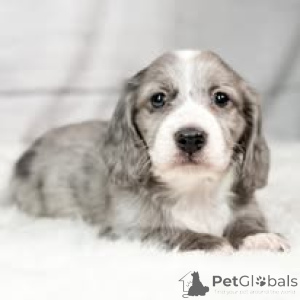 Photo №3. Dackelwelpen zu verkaufen. Austria