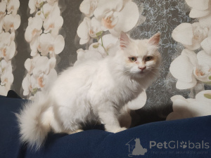 Photo №1.  - for sale in the city of Minsk | Is free | Announcement № 156571