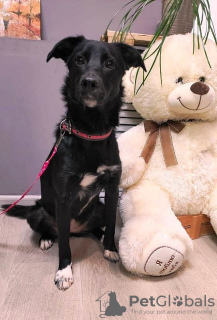 Photo №3. We are looking for a home and family for the affectionate, obedient dog Leila.. Russian Federation