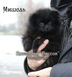 Photo №1. pomeranian - for sale in the city of Eagle | Negotiated | Announcement № 4426
