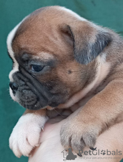 Additional photos: French bulldog puppies