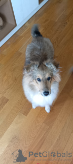 Photo №2 to announcement № 71000 for the sale of shetland sheepdog - buy in Russian Federation breeder
