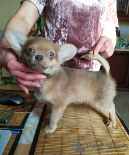 Photo №4. I will sell chihuahua in the city of Москва. from nursery, breeder - price - 586$