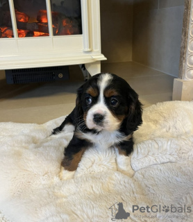 Photo №2 to announcement № 128976 for the sale of cavalier king charles spaniel - buy in United States private announcement