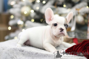 Photo №4. I will sell french bulldog in the city of Амстердам. breeder - price - 1000$