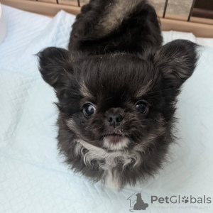 Photo №3. Cute adorable puppies for sale contact whatsapp business 447450021323. Finland