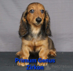 Photo №3. Adorable puppies from titular parents.. Russian Federation