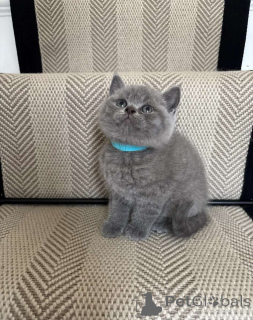 Photo №4. I will sell british shorthair in the city of Geneva. private announcement - price - negotiated