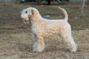 Photo №1. soft-coated wheaten terrier - for sale in the city of Khabarovsk | negotiated | Announcement № 2062