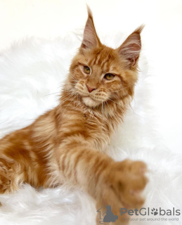 Photo №1. maine coon - for sale in the city of Berlin | 317$ | Announcement № 103770