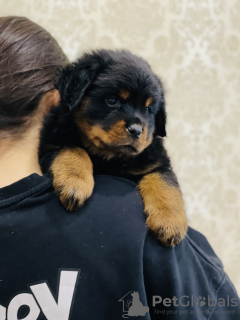 Photo №3. Rottweiler puppies. Russian Federation