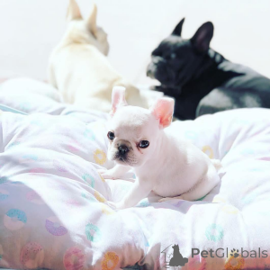 Photo №1. french bulldog - for sale in the city of Borispol | 877$ | Announcement № 162861