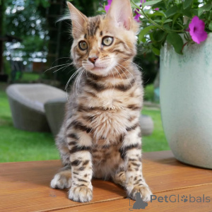 Photo №1. bengal cat - for sale in the city of Bayroit | negotiated | Announcement № 150364