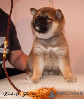 Photo №3. Shiba Inu puppy from the kennel RKF KUMIKO YOSHI. Russian Federation