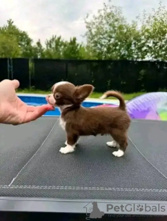 Photo №4. I will sell chihuahua in the city of Амстердам. breeder - price - 329$