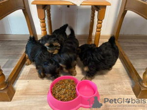 Photo №1. yorkshire terrier - for sale in the city of Berlin | Is free | Announcement № 126608