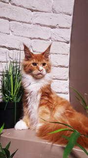 Photo №4. I will sell maine coon in the city of Kharkov. from nursery - price - negotiated