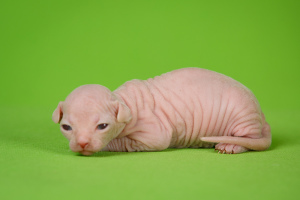 Photo №4. I will sell sphynx-katze in the city of Moscow. from nursery, breeder - price - Negotiated