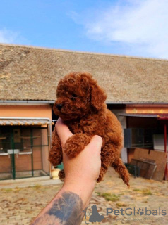 Photo №3. Toy Poodle puppies. Serbia