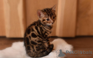 Photo №2 to announcement № 32040 for the sale of bengal cat - buy in Germany 