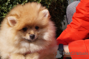 Photo №3. Pomeranian girl. Russian Federation