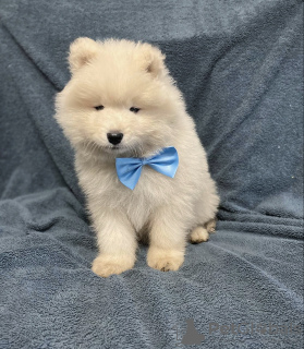 Photo №2 to announcement № 91600 for the sale of samoyed dog - buy in Poland private announcement, breeder