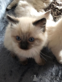 Photo №3. Vaccinated Ragdoll Kittens available for Sale now. Poland