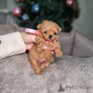 Photo №4. I will sell poodle (royal), poodle (toy) in the city of Helsinki. private announcement, from the shelter - price - 516$