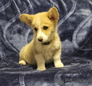 Photo №1. welsh corgi - for sale in the city of Elafonisos | negotiated | Announcement № 170518