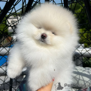 Additional photos: Pomeranian puppies