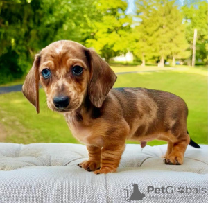 Photo №1. dachshund - for sale in the city of Paris | negotiated | Announcement № 84160