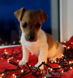 Additional photos: Jack Russell Terrier puppies